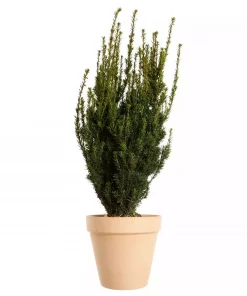 Taxus media 'Hilli' - Hybridbarlind 15 cm