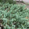 Juniperus 'Wiltonii' - Krypeiner 15 cm