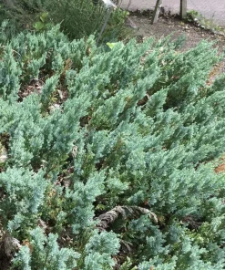 Juniperus 'Wiltonii' - Krypeiner 15 cm