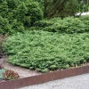 Juniperus 'Repanda' - Fjelleiner 15 cm