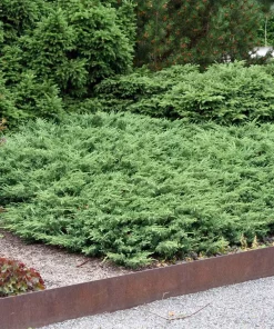 Juniperus 'Repanda' - Fjelleiner 15 cm