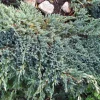Juniperus 'Blue Carpet' - Himalayaeiner 15 cm