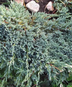Juniperus 'Blue Carpet' - Himalayaeiner 15 cm