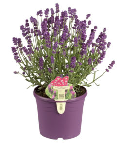 Lavendula Angustifolia - Lavendel 17 cm