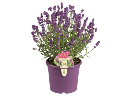 Lavendula Angustifolia - Lavendel 17 cm