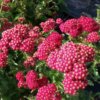 Achillea - Ryllik miks 19 cm