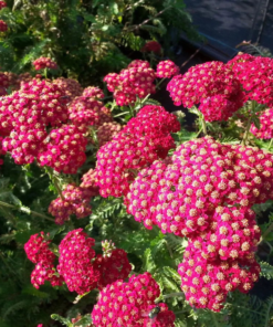 Achillea - Ryllik miks 19 cm