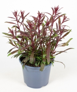 Gaura 19 cm