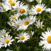 Leucanthemum - Prestekrage 19 cm