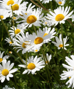 Leucanthemum - Prestekrage 19 cm