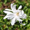 Magnolia Stellata - Stjernemagnolia 23 cm