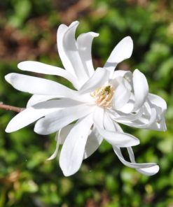 Magnolia Stellata - Stjernemagnolia 23 cm