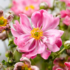 Anemone Hupehensis 17 cm