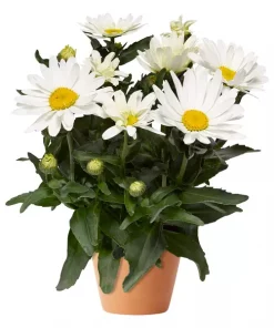 Leucanthemum - Prestekrage 19 cm