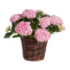 Hagehortensia 32 cm