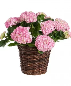 Hagehortensia 32 cm
