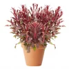 Gaura - Praktlys 19 cm