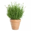 Lavendula Angustifolia - Lavendel hvit 17 cm