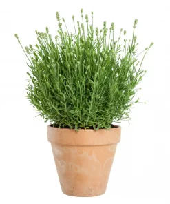 Lavendula Angustifolia - Lavendel hvit 17 cm