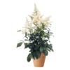 Astilbe - Arendsspir 15 cm miks farge