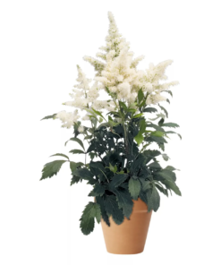 Astilbe - Arendsspir 15 cm miks farge