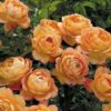 Hageroser David Austin 'Lady of Shalott' 6L