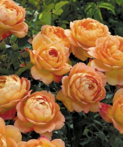 Hageroser David Austin 'Lady of Shalott' 6L
