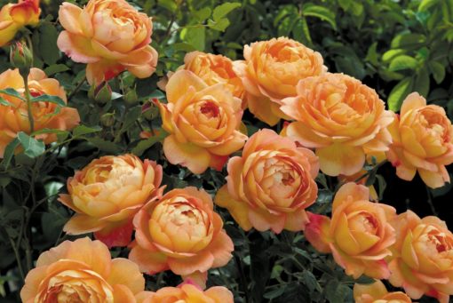 Hageroser David Austin 'Lady of Shalott' 6L