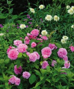 Hageroser David Austin 'Getrude Jekyll' 6L