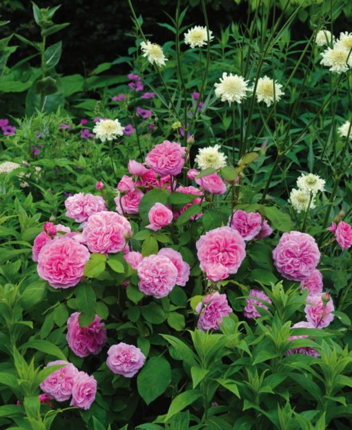 Hageroser David Austin 'Getrude Jekyll' 6L