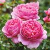Hageroser David Austin 'Princess Alexandra of Kent' 6L