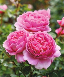 Hageroser David Austin 'Princess Alexandra of Kent' 6L