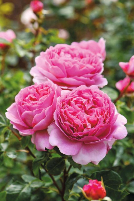 Hageroser David Austin 'Princess Alexandra of Kent' 6L