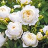 Hageroser David Austin 'Claire Austin' 6L