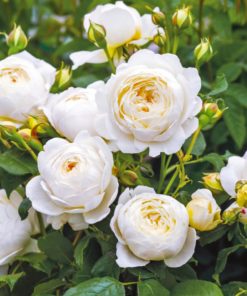 Hageroser David Austin 'Claire Austin' 6L