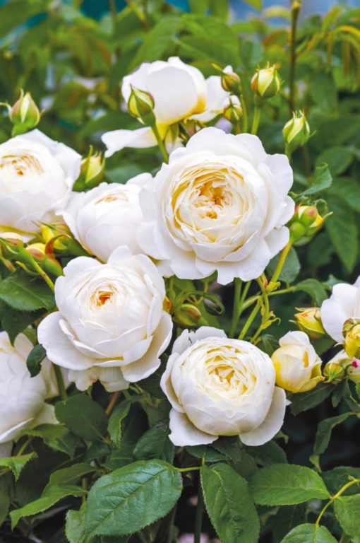 Hageroser David Austin 'Claire Austin' 6L