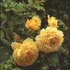 Hageroser David Austin ''Golden Celebration' 6L