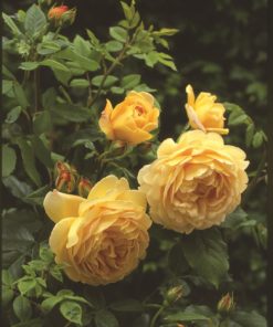 Hageroser David Austin ''Golden Celebration' 6L