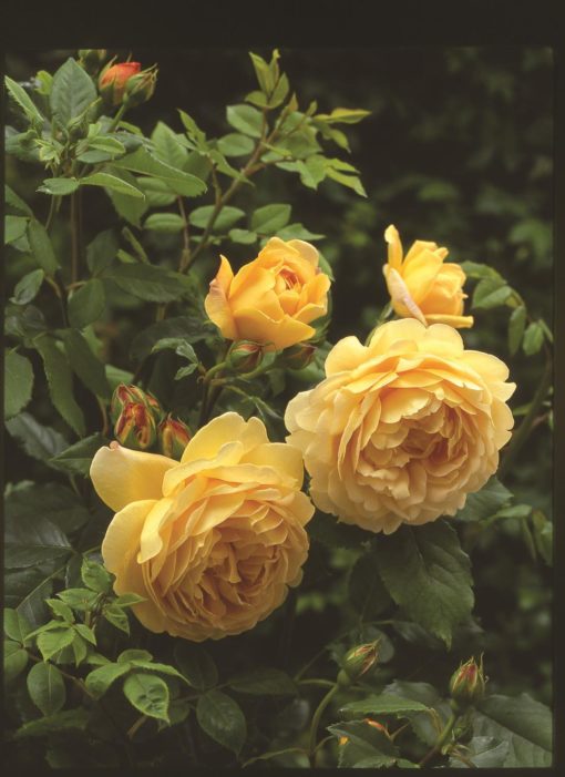 Hageroser David Austin ''Golden Celebration' 6L