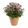 Frilandskrysantemum 14 cm