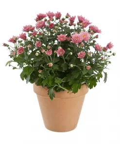 Frilandskrysantemum 14 cm