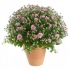 Frilandskrysantemum 19 cm