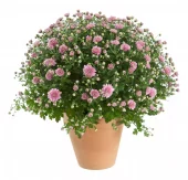Frilandskrysantemum 19 cm