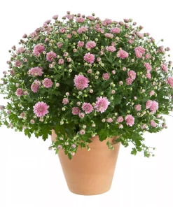 Frilandskrysantemum 19 cm