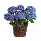Hagehortensia 21 cm