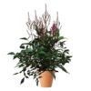 Astilbe- Arendsspir 15 cm miks farge