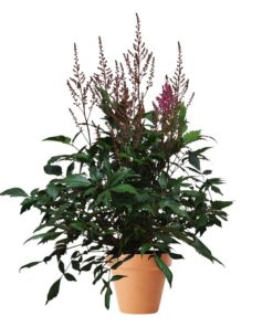 Astilbe- Arendsspir 15 cm miks farge