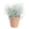 Calocephalus - Sølvtråd 12 cm
