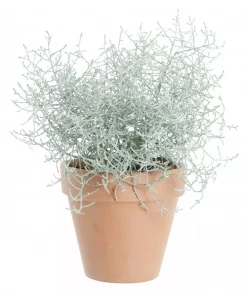 Calocephalus - Sølvtråd 12 cm