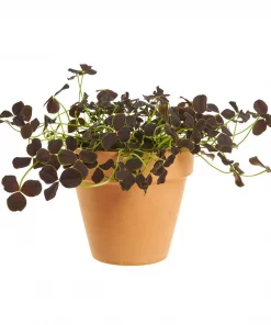 Trifolium - Kløver 12 cm